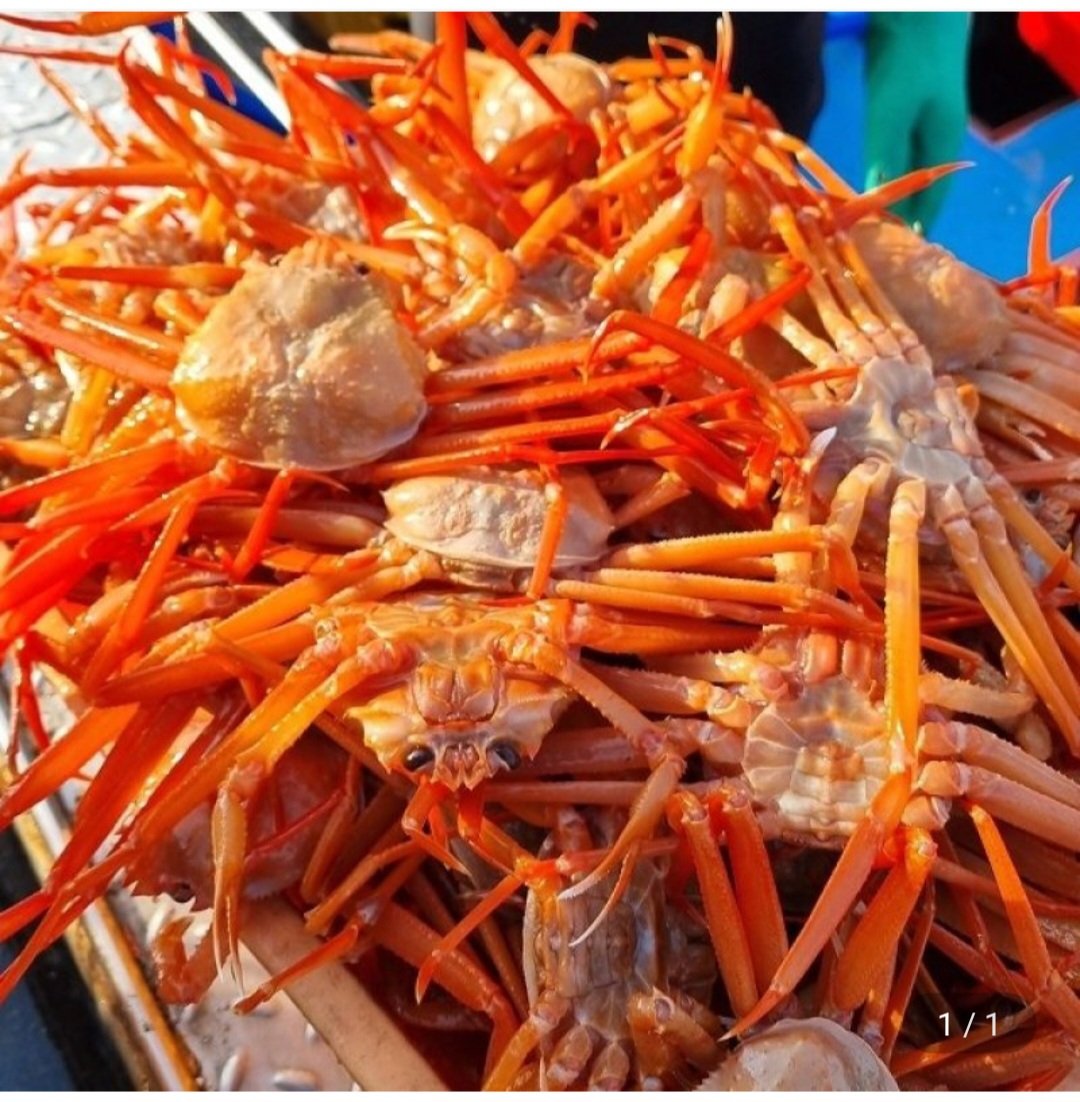 [지마켓] 구룡포 연지 홍게 A급 3kg 9~12미 수율보장 (유클19,890) (무료)