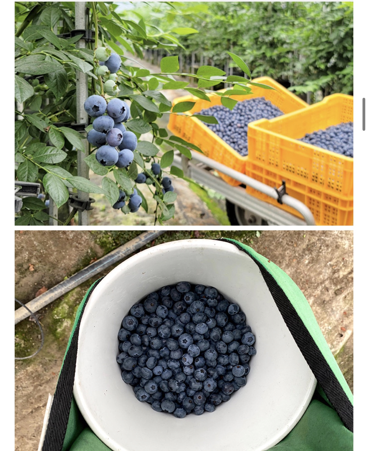 image.png [네이버] 칠레산 생블루베리 특16mm 팩당125gx4팩 (14,900원) (무배)