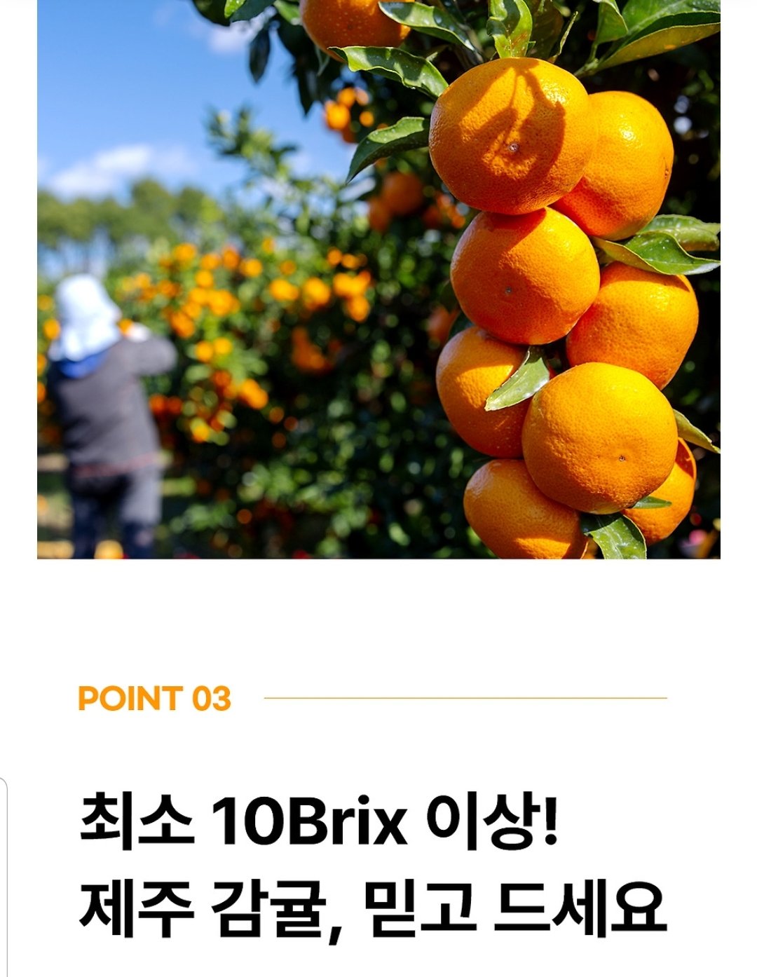 Screenshot_20251219-145418_KakaoTalk.jpg [카카오] 제주 감귤 중대과 10kg (2L-L) 외 (10,700원) (무료)