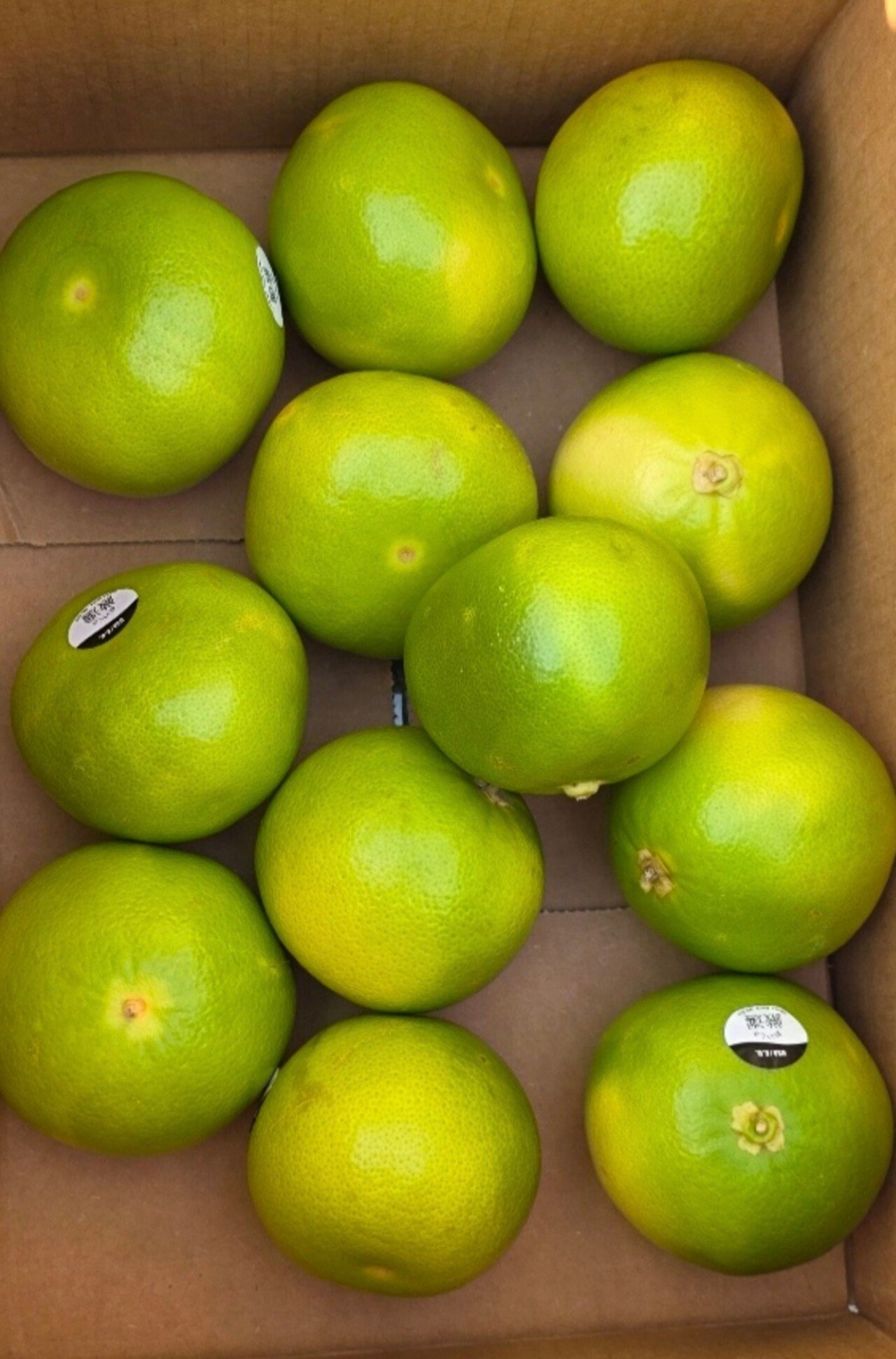 1000019089.jpg [네이버] 메로골드 청자몽/이스라엘 레드자몽 5.5키로 (9,900원) (3,500원)