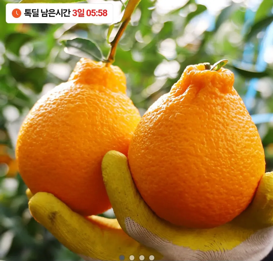 Screenshot_20251227_180136_Chrome.jpg [카카오] 제주 서귀포 효돈 가정용 한라봉 2kg 랜덤과 (16,900원) (무료)