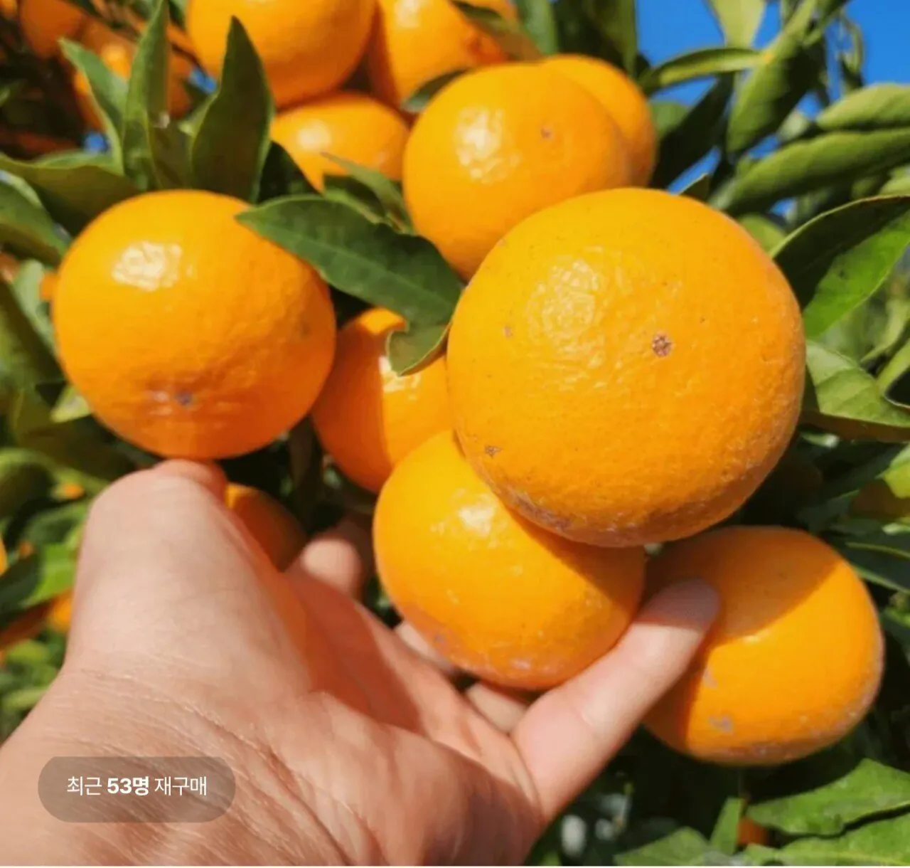 1767592174673.jpg [롯데온] 타이벡 감귤 중대과 (M-L) 9kg (11,310원) (무료)