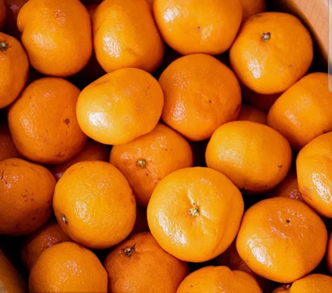 Screenshot_20260105_121906_Chrome.jpg [롯데온] 제주도 조생 감귤 산지발송 10kg (12,990원) (무료)