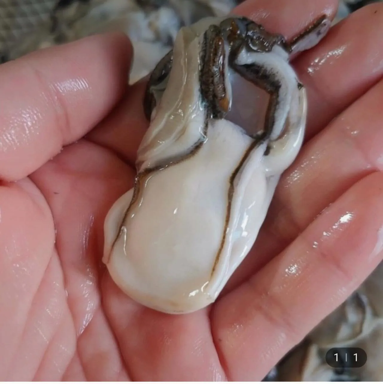 1000030606.jpg [Lotte On] Hàu sống Tongyeong 2kg (14.990 won) (miễn phí)