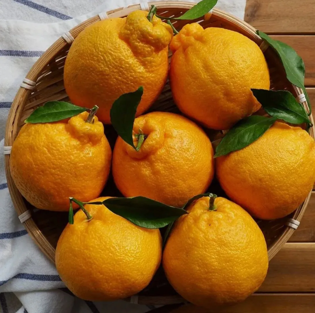 Screenshot_20260127_151255_Chrome.jpg [Lotte On] Đường cao Jeju Hallabong 4,5kg (21.240 won) (Miễn phí)