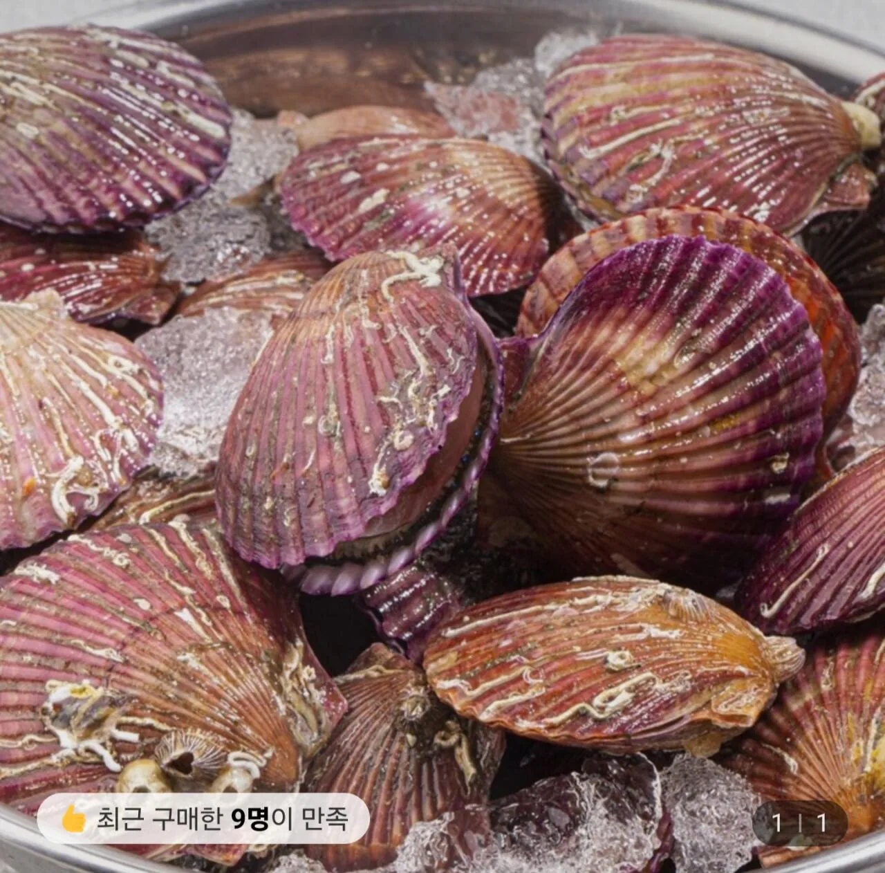 1000042135.jpg [Lotte On] Tongyeong đỏ sò điệp 5kg (khoảng 20 won mỗi kg) (9.940 won) (miễn phí)