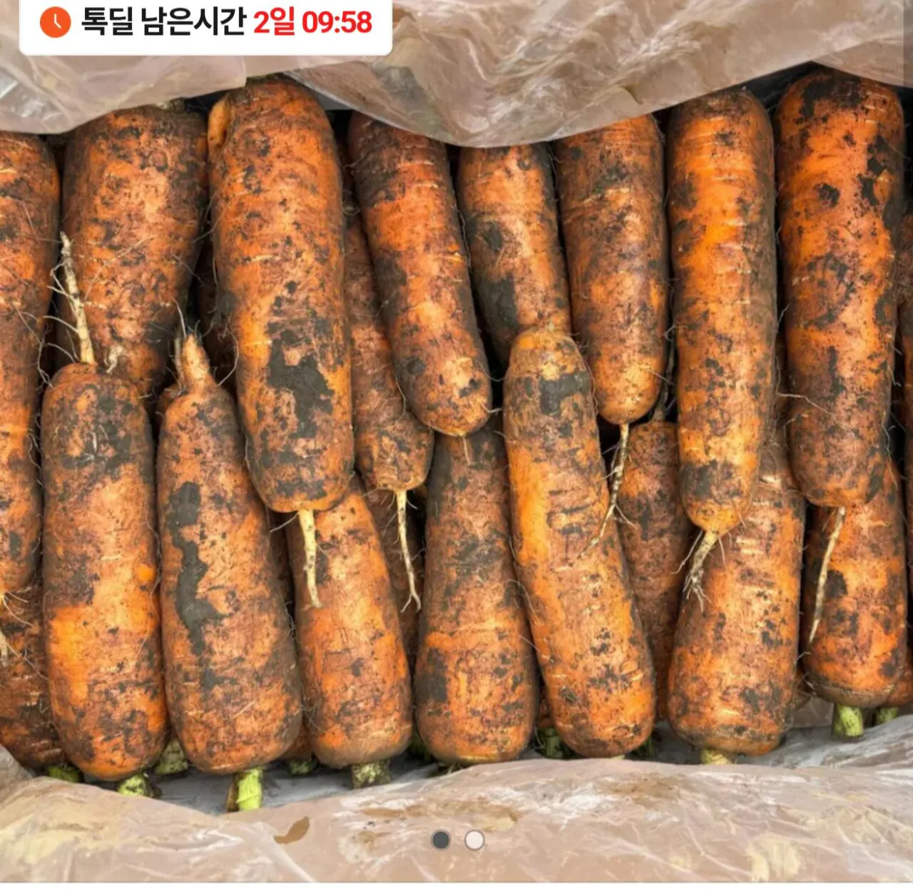 1000002965.jpg [Kakao] Jeju Hat Gujwa Cà rốt 10kg nước trái cây (7.900 won) (Miễn phí)