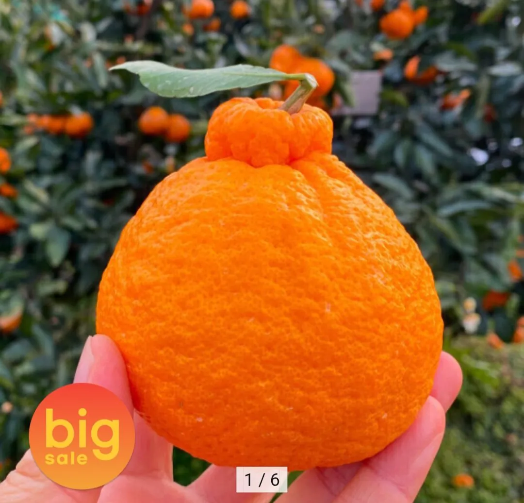 Screenshot_20260207_112740_Chrome.jpg [Đấu giá] Nhà Jeju Hallabong 5kg (20.970 won) (Miễn phí)