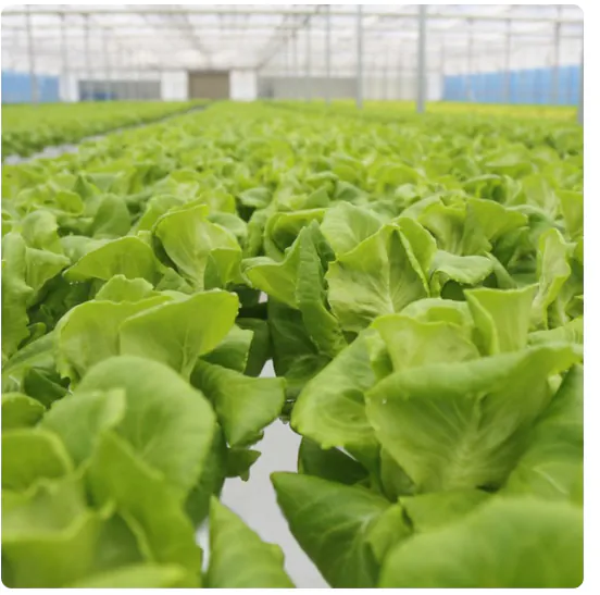1.png [Ngôi nhà hôm nay] 1kg rau salad châu Âu không thuốc trừ sâu (KRW) 8.010) (miễn phí)