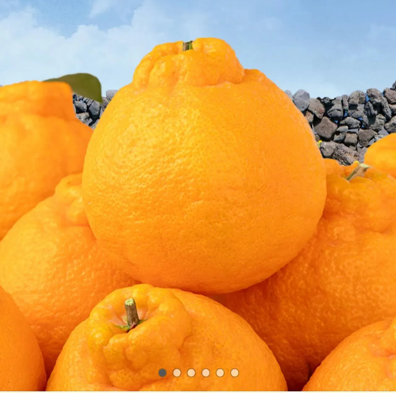 1000006853.jpg [Kakao] Jeju Hallabong 3kg (9.900 KRW) (Miễn phí)