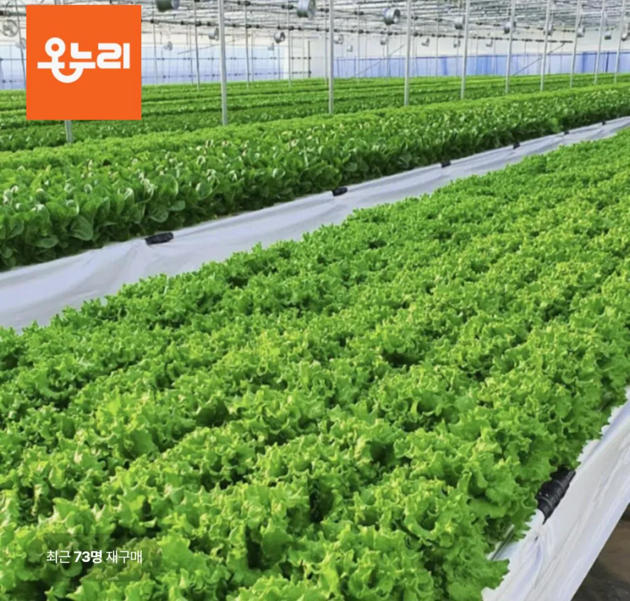 1000003114.jpg [Lotte On] Salad các loại Rau 1kg (6.730 KRW) (Miễn phí)