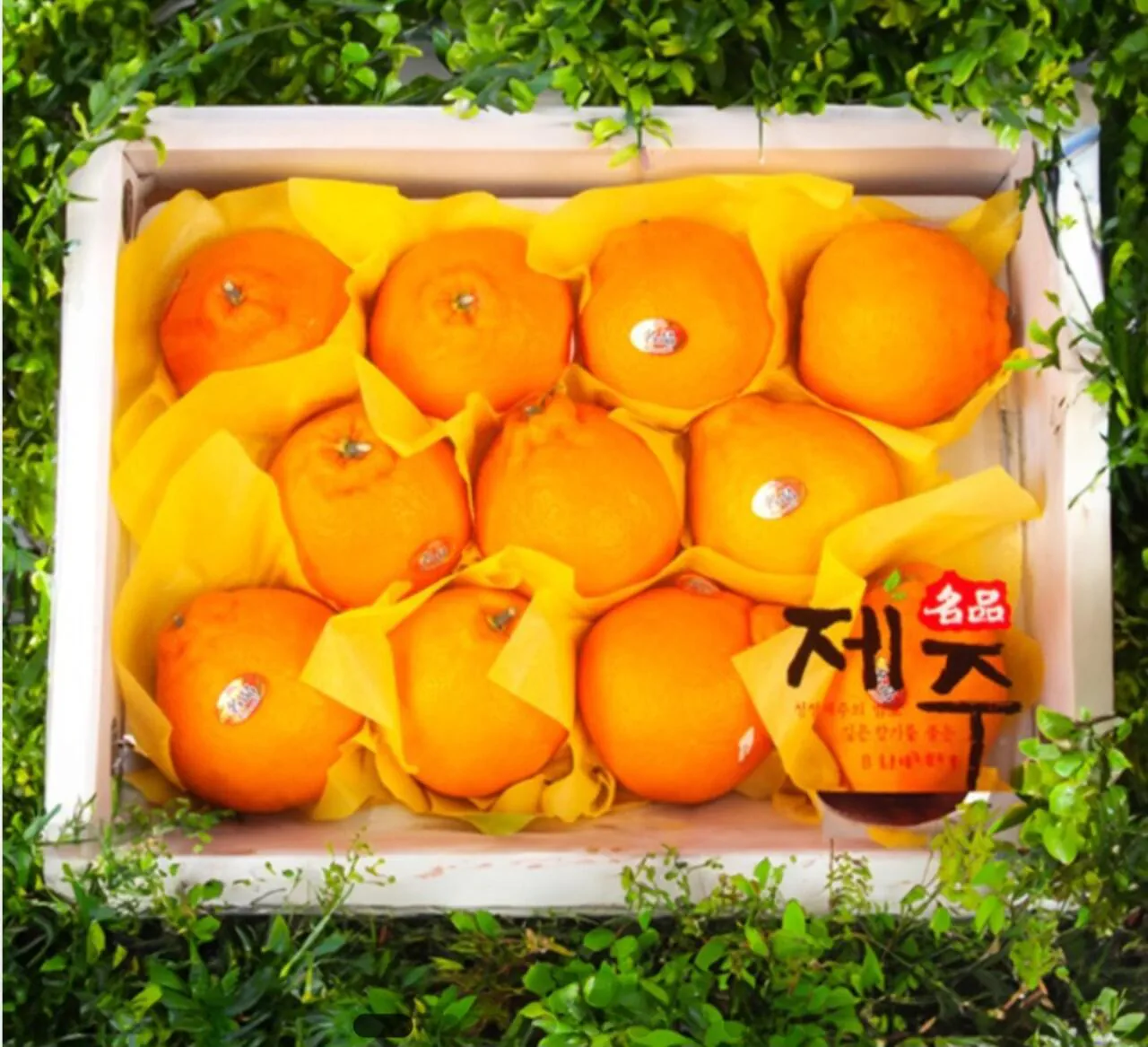 1000007070.jpg [Chợ Nonghyup] Hallabong bộ quà tặng 3kg đặc biệt 12 bài học (14.900 won) (miễn phí)