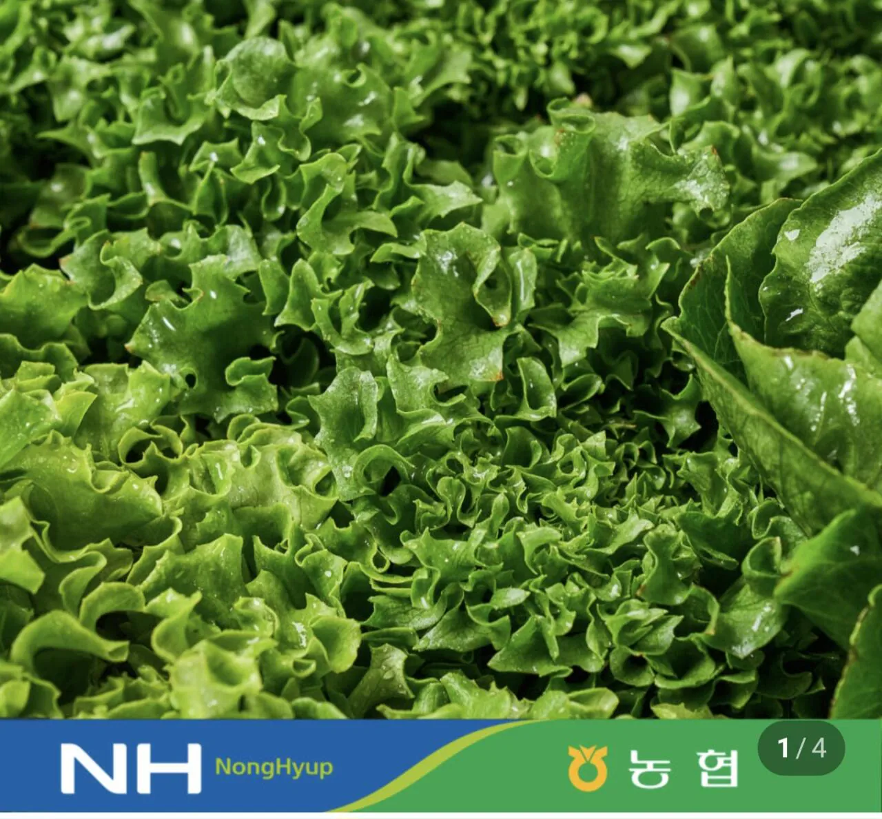 1000007556.jpg [Naver] Salad Châu Âu 1kg (6.890 KRW) (Miễn phí)