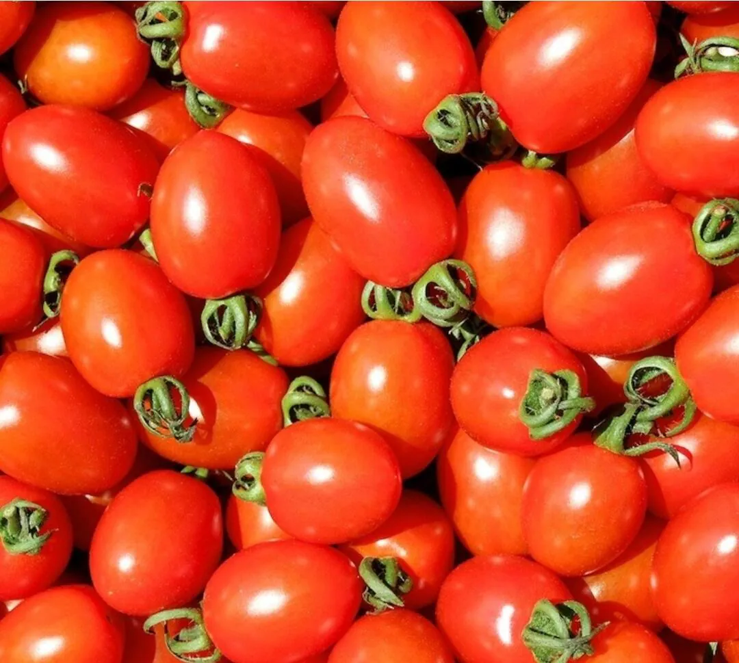 21906.jpg [오늘의집] 대추방울토마토 2kg 소과 (8,820원) (무료)