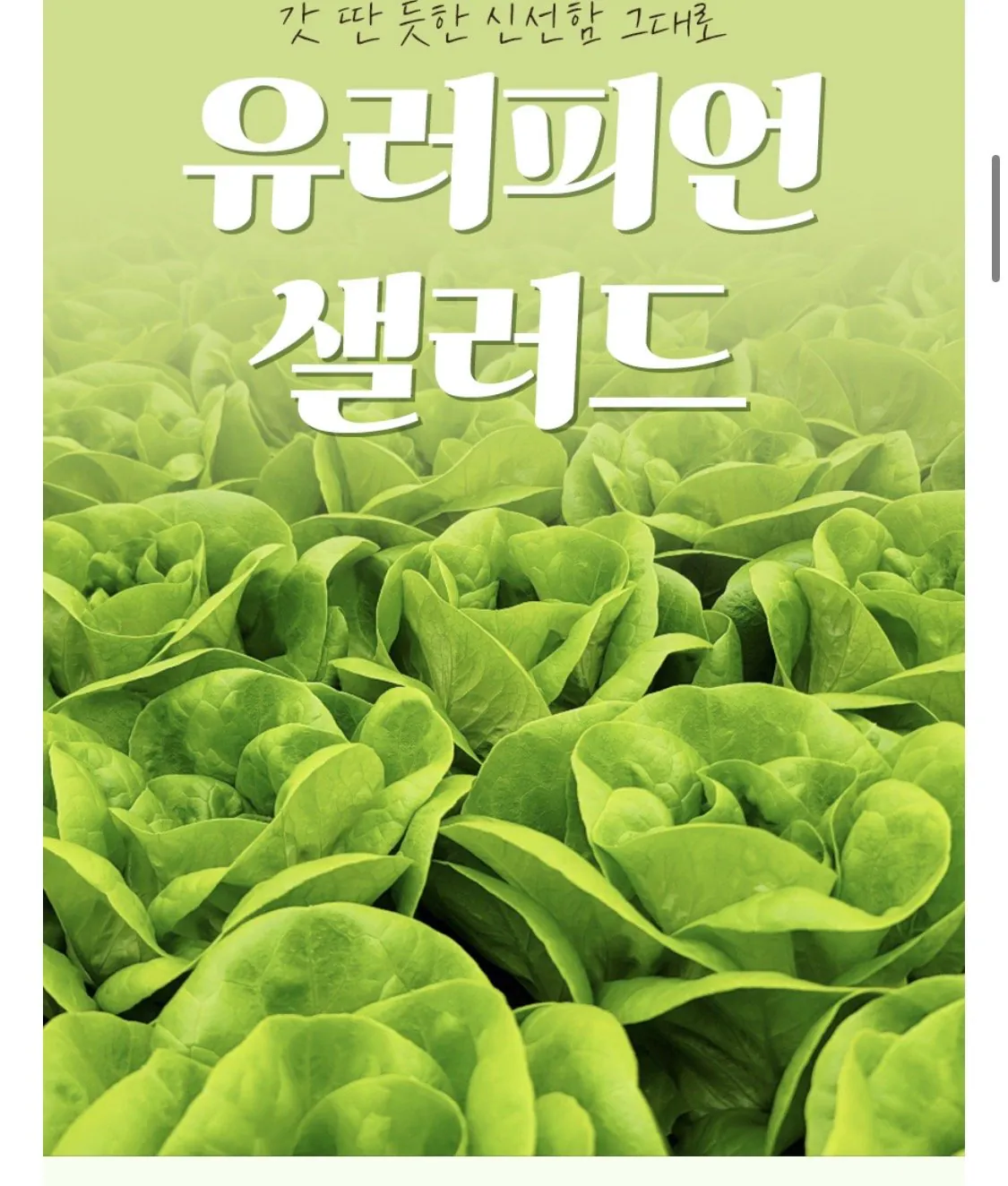 IMG_0029.jpeg [롯데온] 유러피언 샐러드채소 1kg (3~7종) (6,400원) (무료)