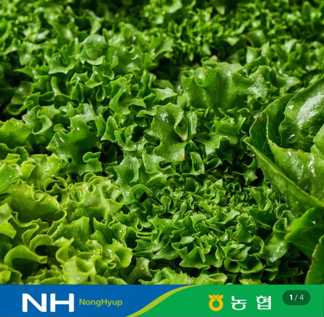 1000030667.jpg [네이버] 유러피안샐러드 채소 1kg (5,990원) (무료)