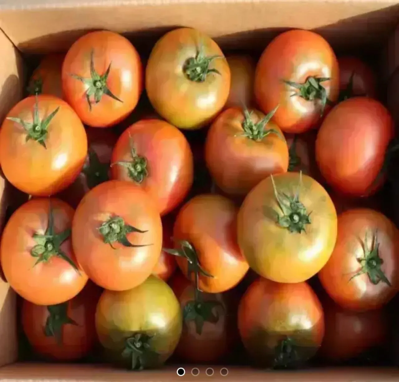 Screenshot_20260403_102645_11st.jpg [11번가] 국내산 완숙 찰 토마토 5kg 중소과 (13,750원) (무료)