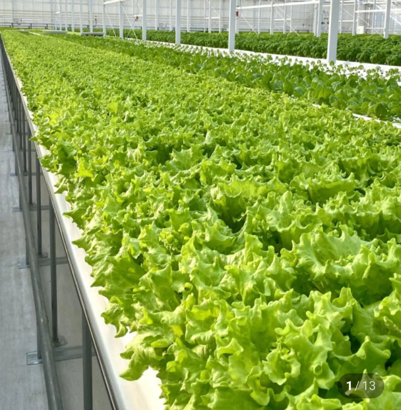 Screenshot_20260405_130437_Samsung Internet.jpg [네이버] 유러피안 샐러드 1kg 4-5종 (5,300원) (무료)