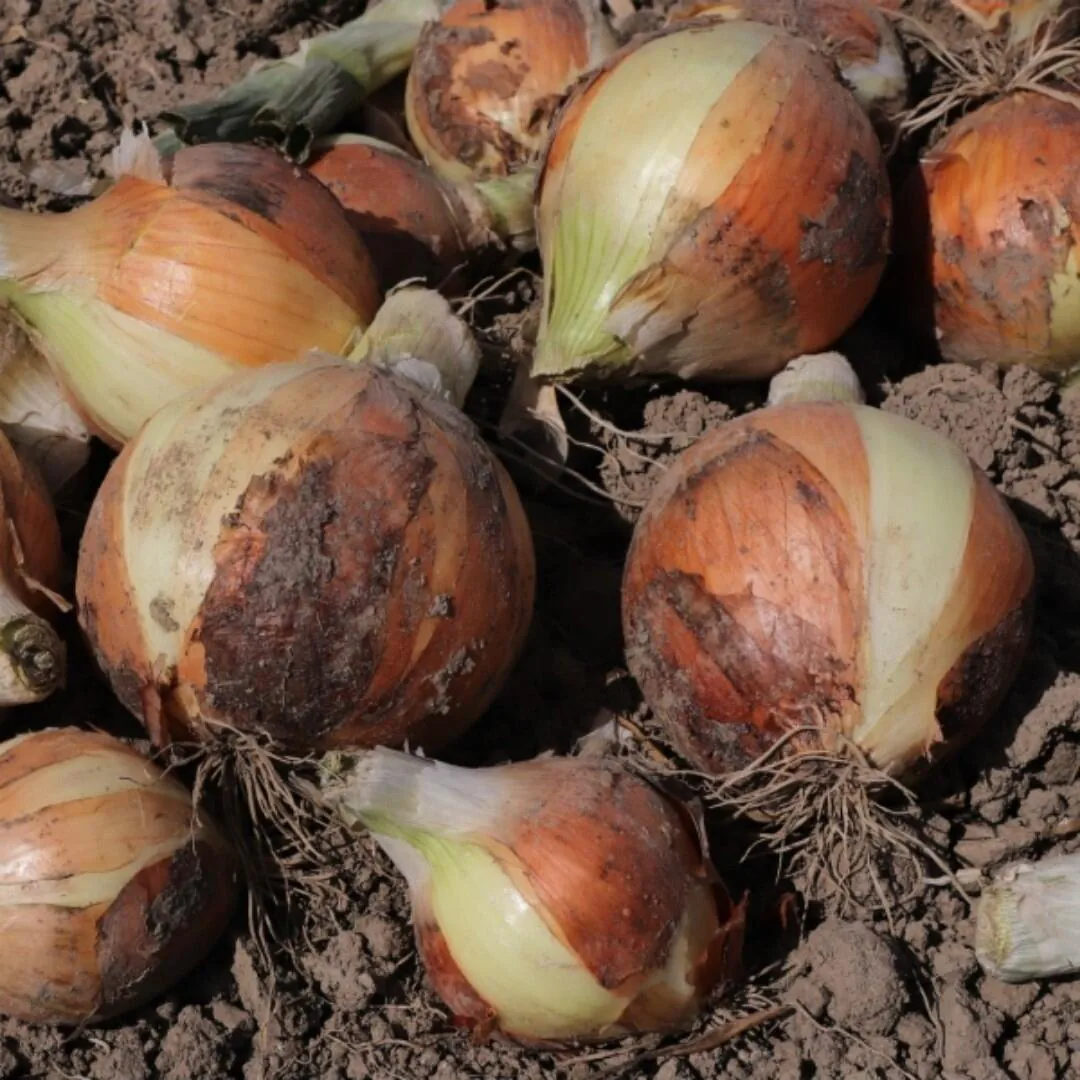 Screenshot_20260409_215530_Ohouse.jpg [오늘의집] 의성 저장 양파 특-특대 10kg (6,930원) (무료)