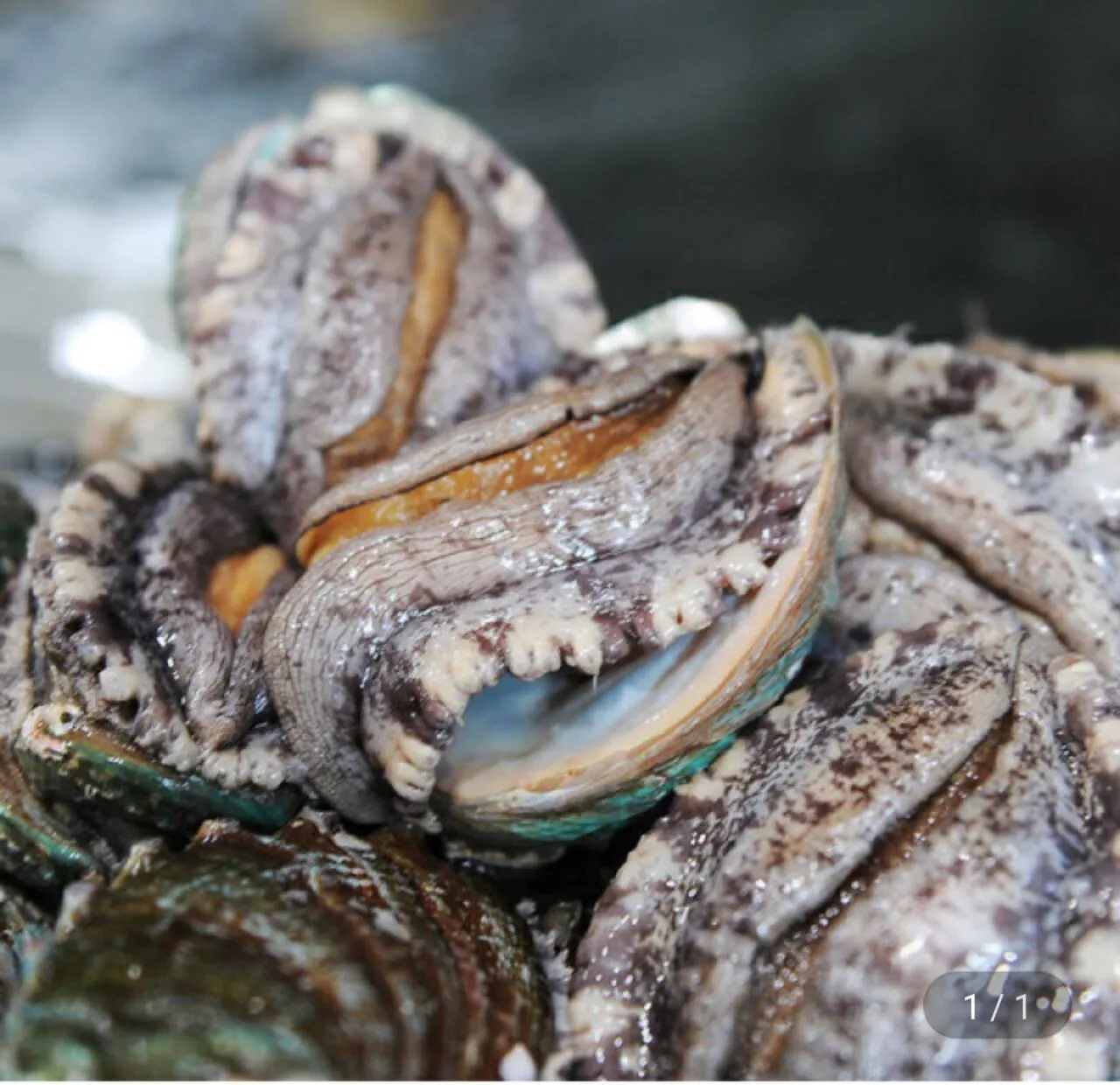 1000049272.jpg [지마켓] 완도 활전복 1kg 4-5미 (24,960원) (무료)