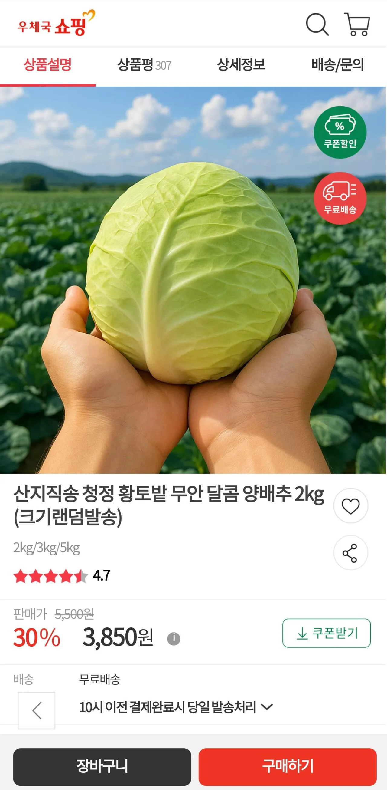 IMG_0085.jpeg [우체국쇼핑] 무안 달콤 양배추 2kg (3,850원) (무료)
