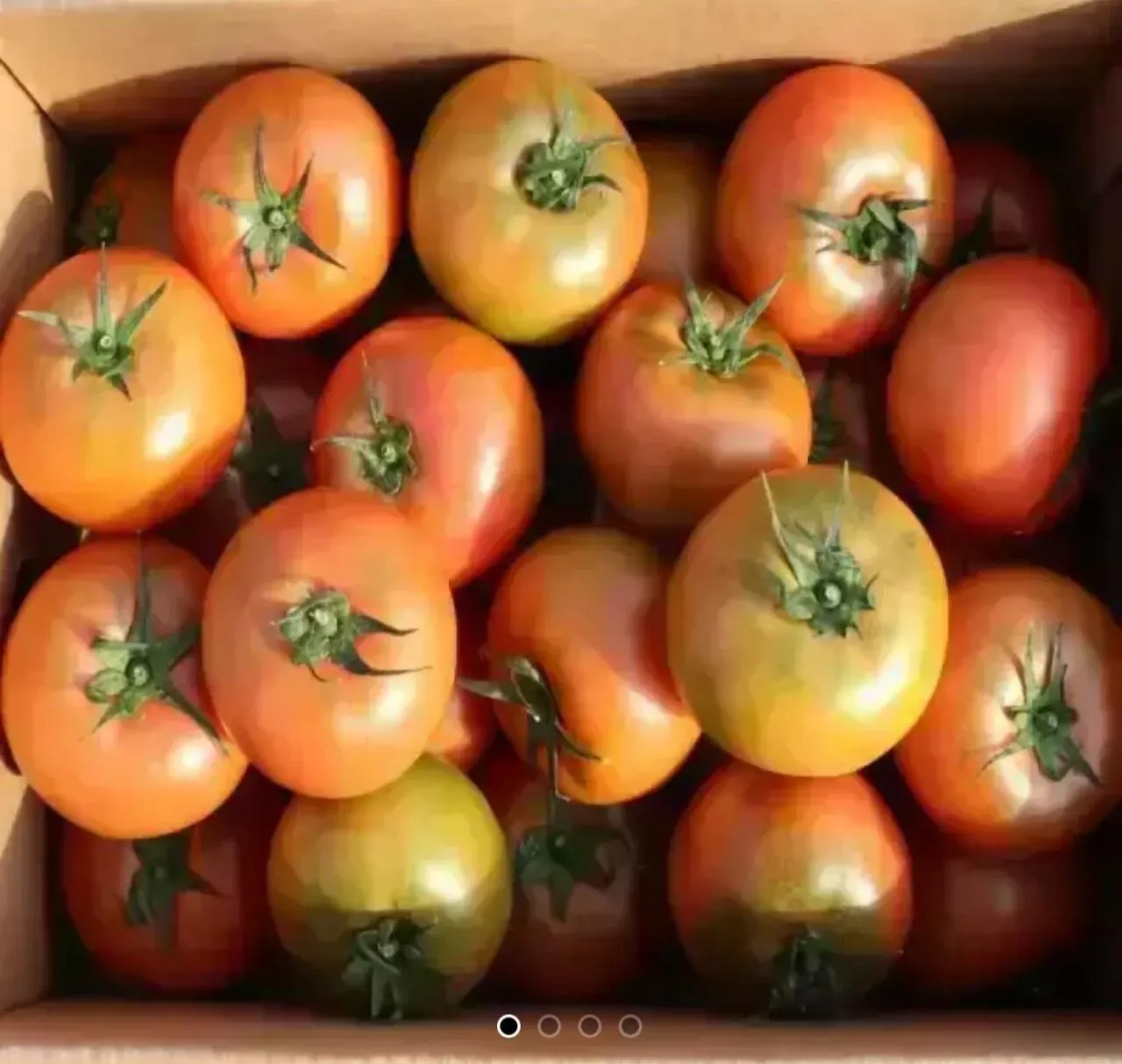 1000008459.jpg [11번가] 완숙 찰 토마토 2kg 중소과 (티멤버십) (6,450원) (무료)