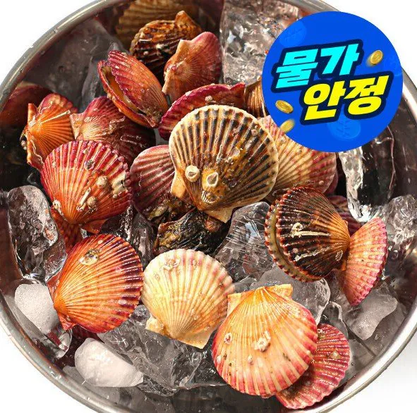 1444.jpg [지마켓] 국내산 통영 제철 홍가리비 가리비 5kg 110미 내외 (8,930원) (무배)