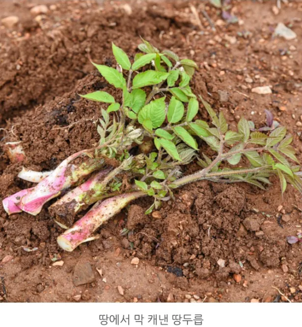 image.png [오늘의집] 땅두릅 500g (8,910원) (무료)