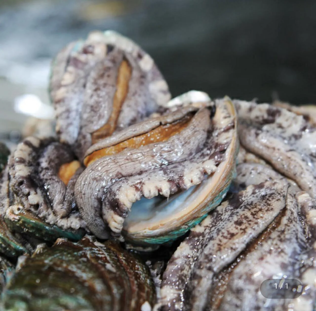 1000030742.jpg [지마켓] 완도 참전복 1kg 6-7미 (21,590원) (무료)