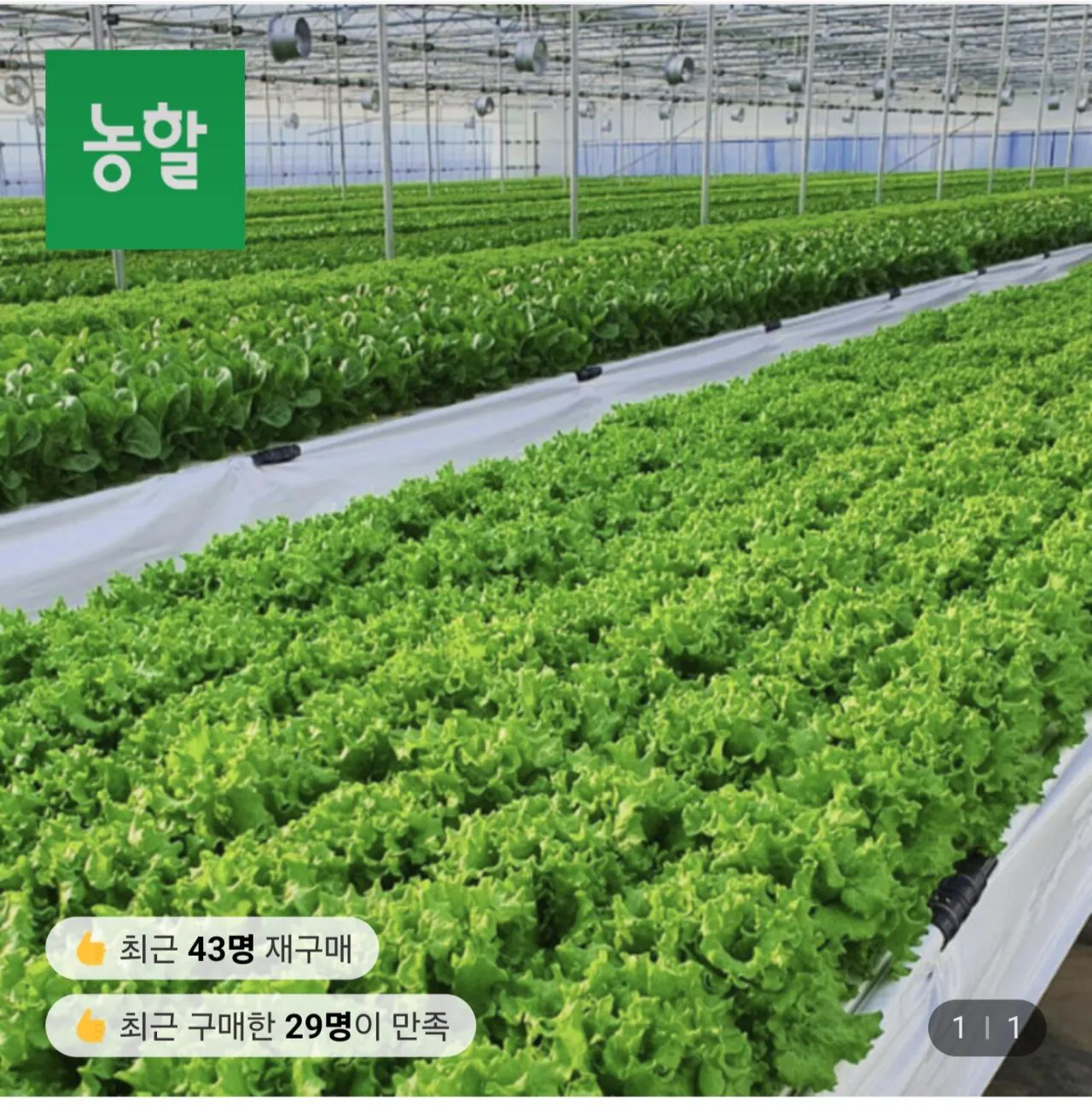 1000050151.jpg [Lotte On] Salad rau các loại 1kg (5.230 won) (miễn phí)