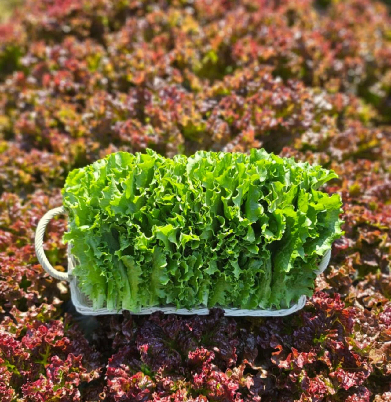 1000003250.jpg [Naver] Rau diếp xanh 1kg (5.310 won) (miễn phí)