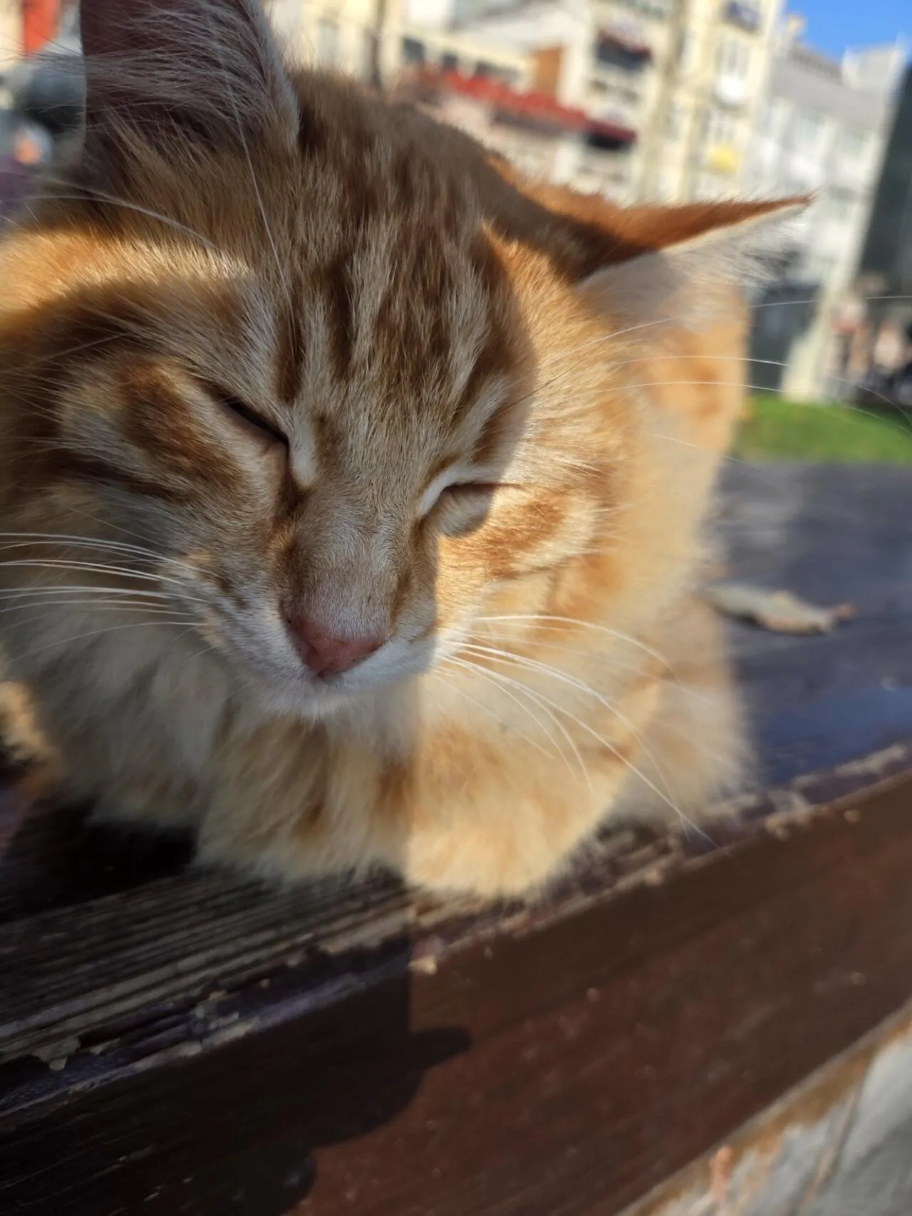 야옹이.jpg [아시아나 공홈] 5,6,7월 중 인천 이스탄불 왕복 직항 (수하물 23kg 포함) (885,600원) (무료)