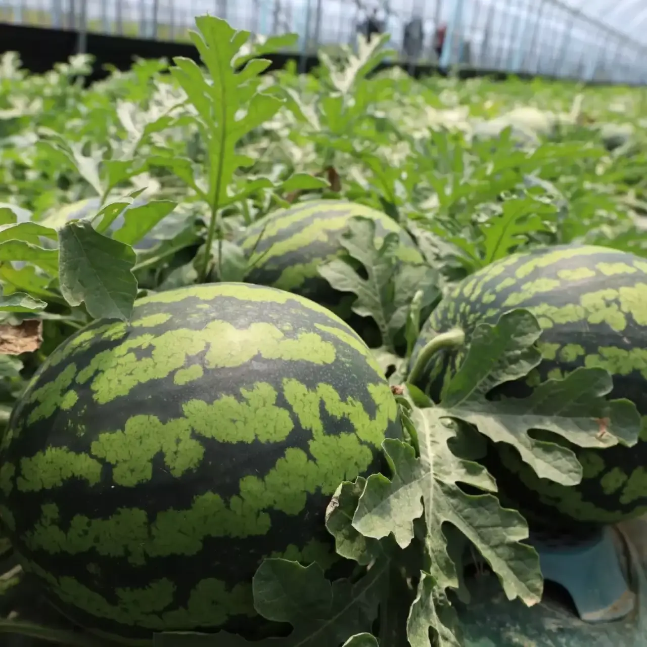 8257566426_229674610.webp [thứ 11] Dưa hấu mật ong nhà 6kg (17.910 KRW) (Miễn phí)