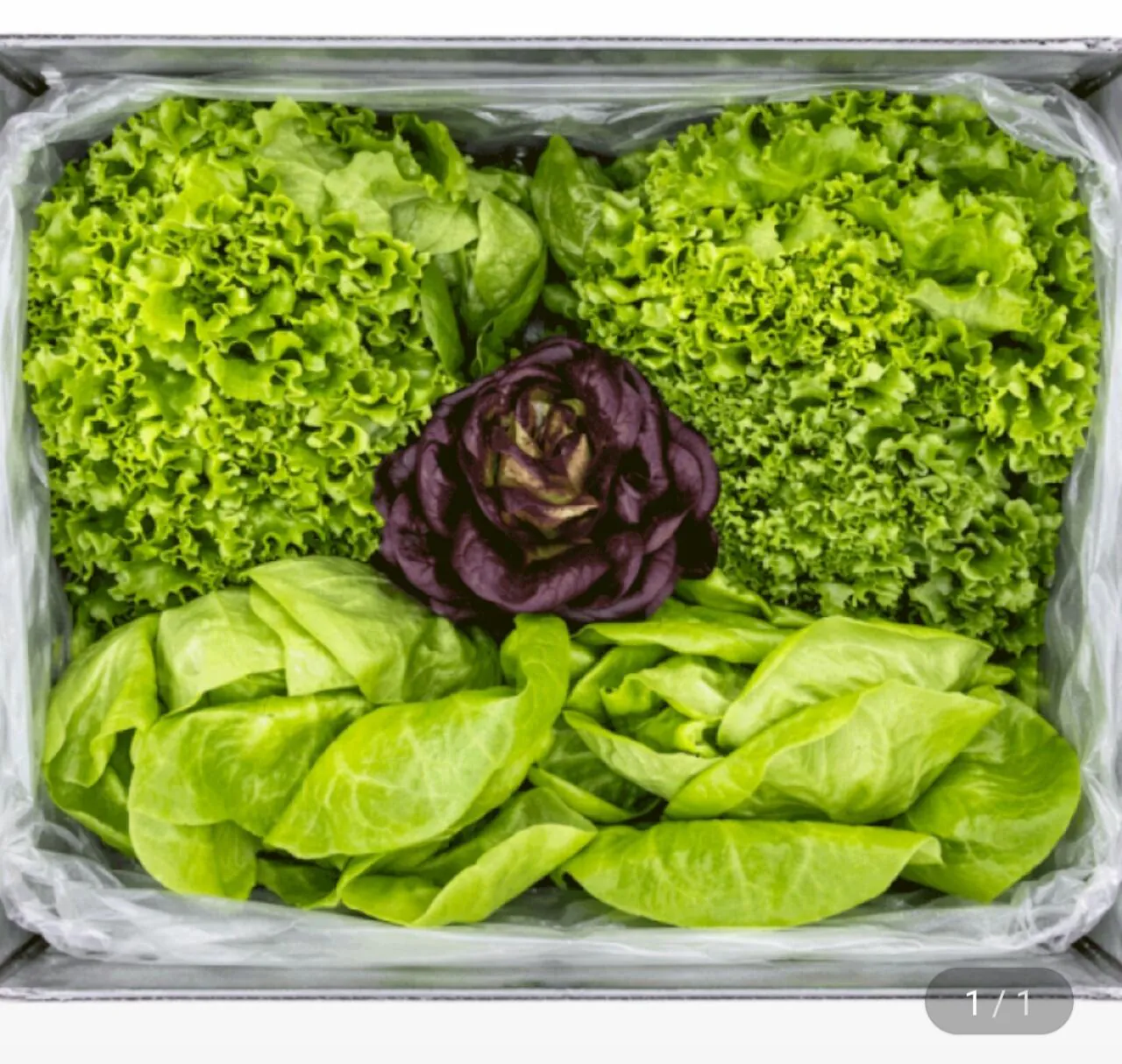 1000051932.jpg [G Market] 1kg rau salad kiểu Âu (4-5 loại được gửi ngẫu nhiên) (UCL 5.020 won) (Miễn phí)