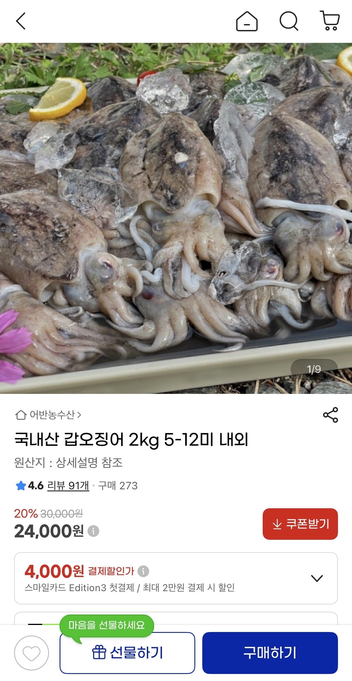 IMG_9732.jpeg [지마켓] 국내산 갑오징어 2kg 5-12미 내외 (24,000원) (무료)