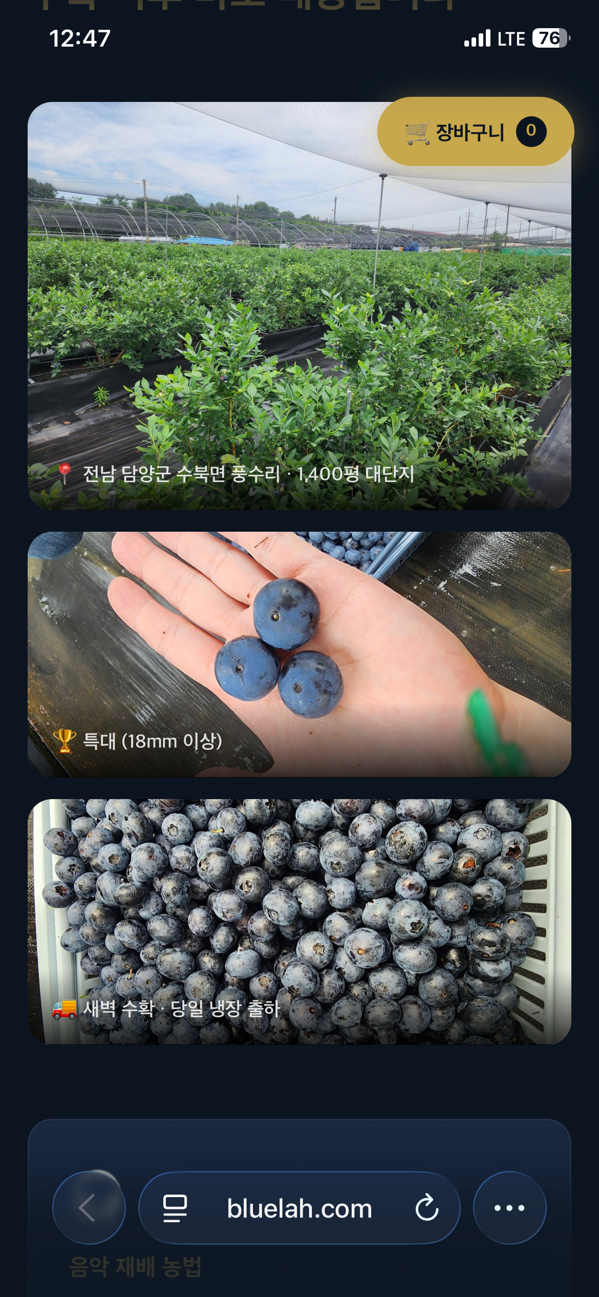 [Rahmani Blueberry] Quả việt quất được chứng nhận GAP, hữu cơ, cực lớn 500g, miễn phí vận chuyển cho 1kg trở lên (30.000 won) (3.500 won)