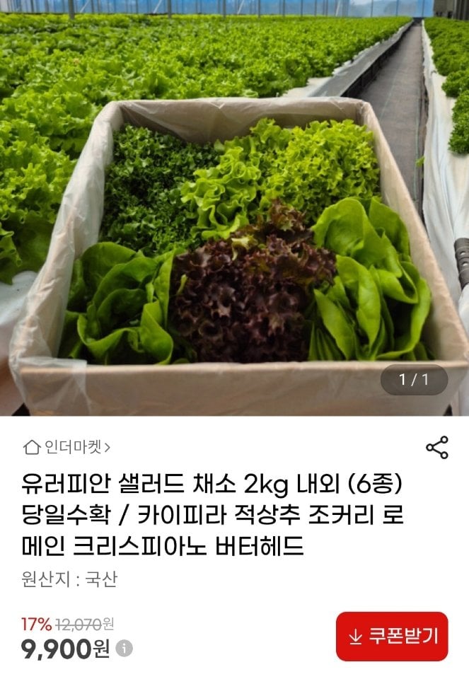 [G Market] Rau Salad Châu Âu 2kg (6 loại) (9.900 KRW) (Miễn phí)