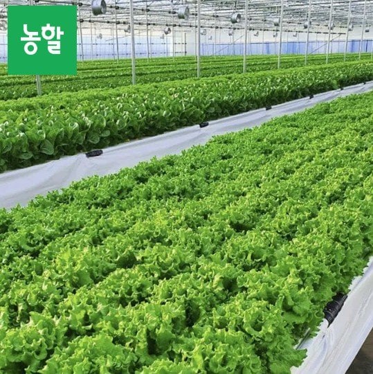 [Lotte On] Rau salad các loại 1kg (3 loại trở lên) (4.420 KRW) (Miễn phí)