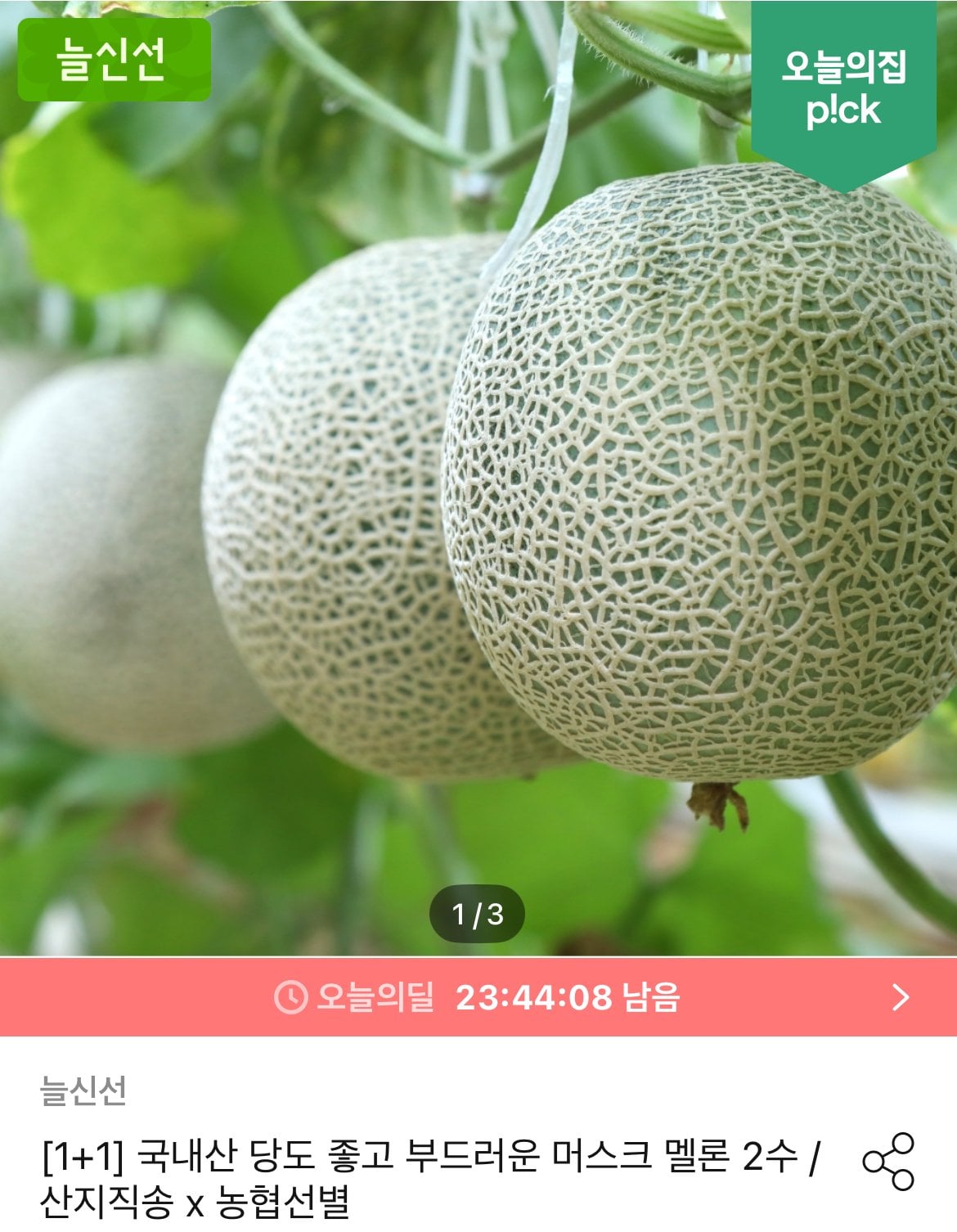 [오늘의집] 국내산 고당도 머스크메론 1+1 (통당 1.6kg이상) ' (14,075원) (무료)