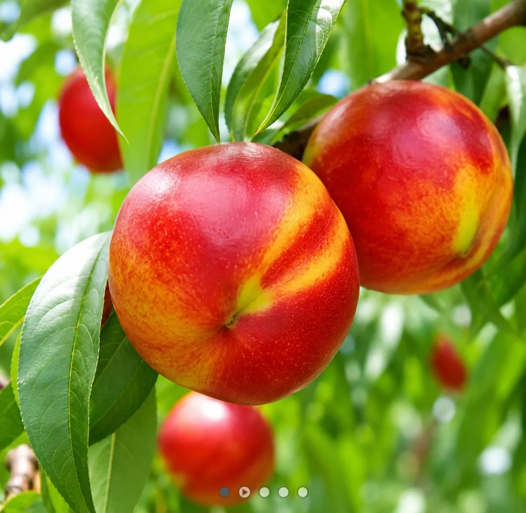 1000104395.jpg [Kakao] Nectarine Ngọc 1,1kg (12.950 KRW) (Miễn phí)