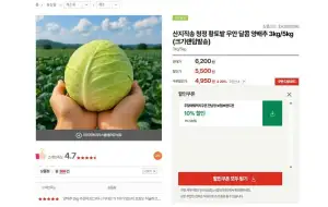 산지직송 청정 황토밭 무안 달콤 양배추 3kg/5kg (크기랜덤발송)