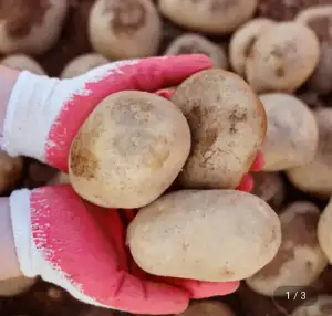 수미감자 3kg 중사이즈