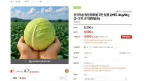 산지직송 청정 황토밭 무안 달콤 양배추 3kg/5kg (2~3개 크기랜덤발송)