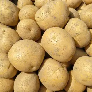 탐나유 수미감자, 왕특, 5kg, 1개