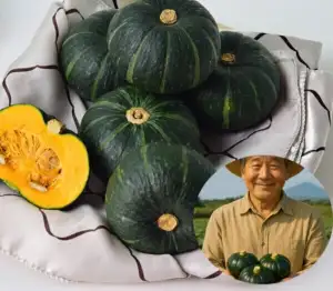 제주직송 밤단호박 보우짱 5kg 로얄과