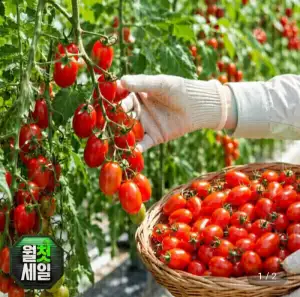 부여 대추방울토마토 소과 2kg