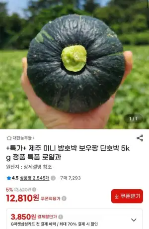 제주 미니 밤호박 보우짱 단호박 5kg